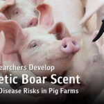 Chula Researchers Develop Synthetic Boar Scent Mimicking Natural Pheromones to Reduce Disease Outbreak Risks in Pig Farms